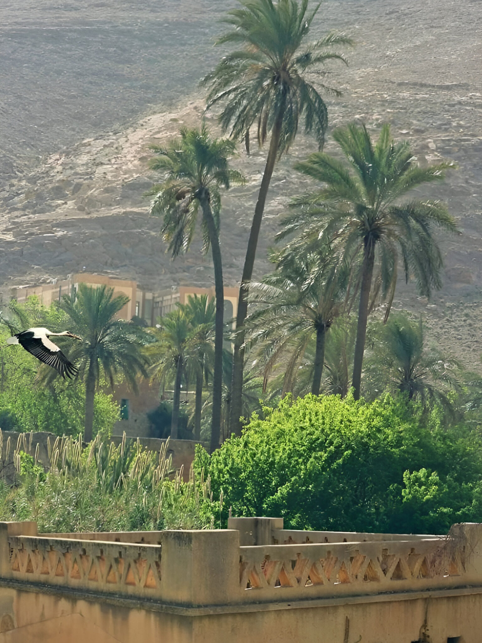 62bdf42f91a8e863c7697d28b662e56b (1)